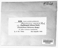 Telimena balansae image